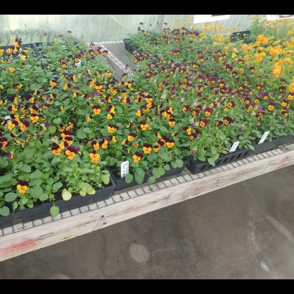 🌺 BORN Women’s 👠 Shoes - Picture 15 of 16